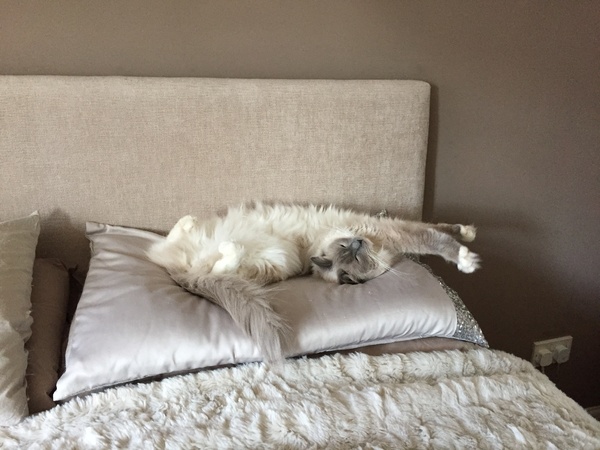 Do you have a ragdoll?