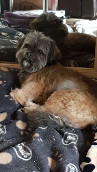 Anyone up? My old boy is ill.