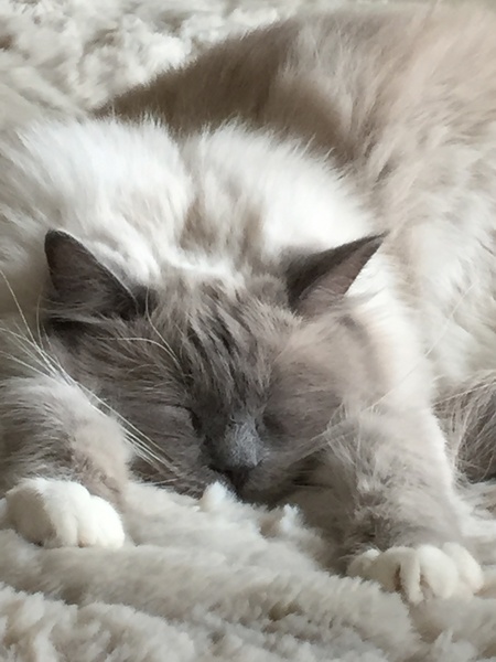 Cat sleeping stretched out