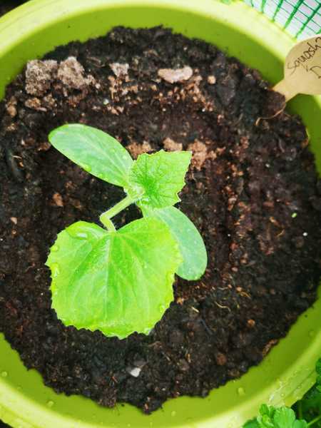 Cucurbit identification, is there a website with photographs? Seeds mixed up