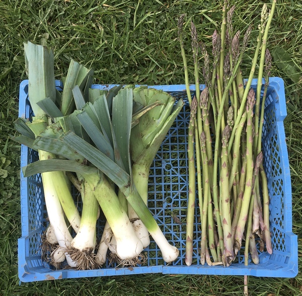 Allotment?Veg Patch Thread 13! Are we weathering the weather?