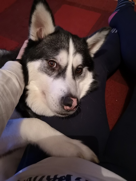 Tips for Husky Meeting Newborn
