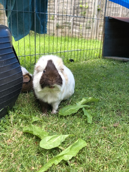 I'm thinking of getting guinea pigs. Please educate me!