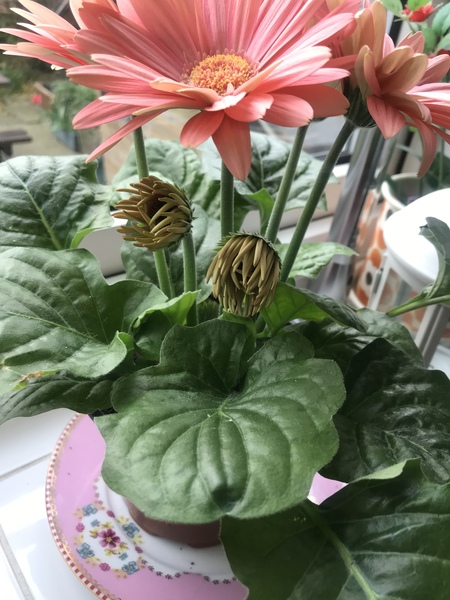 Help my gerbera!