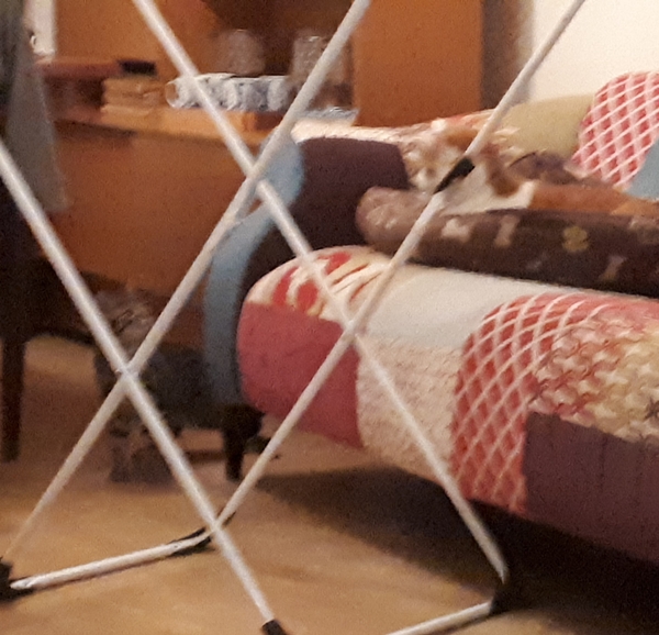 Made a rookie mistake and new rescue kitten spending his first day under the sofa