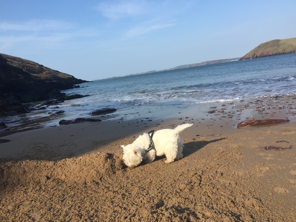 What is your dog doing today?