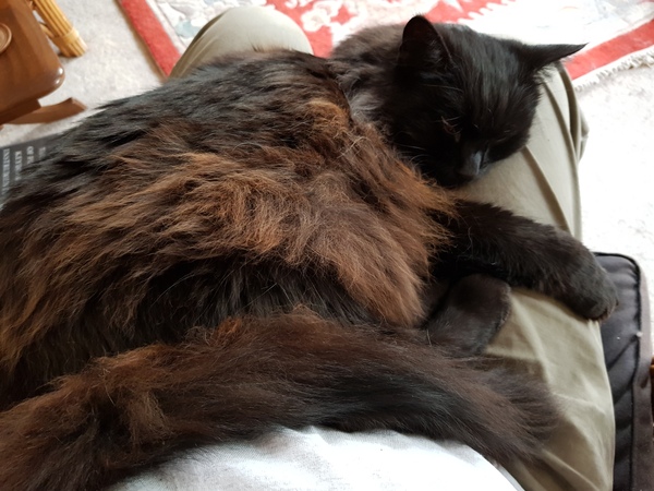 What's your DCat up to today? (Thread 7!)