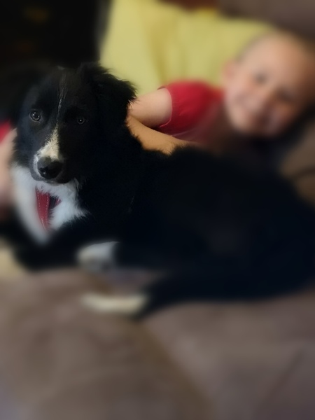 General Dog Chat 5