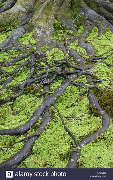 How can I grow moss?