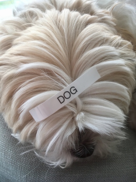 What can I label with my new Label Maker? Eyes up the cat.....