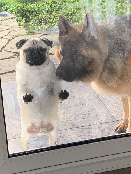 Your favourite dog breed?
