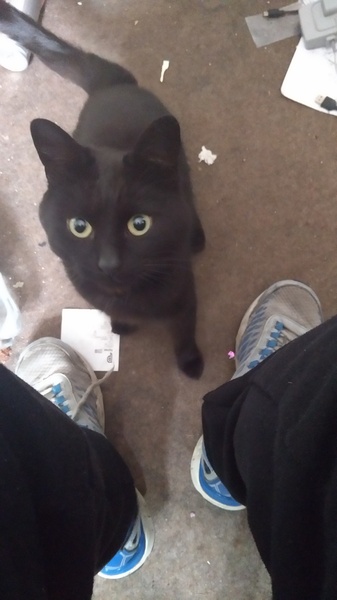 Luco has started screaming at me whenever I go to the toilet!