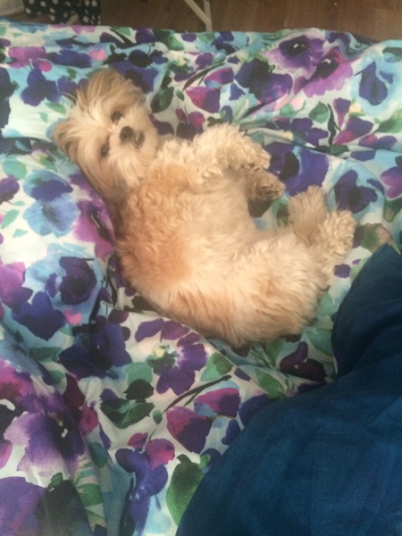 A question about dog friendly beaches