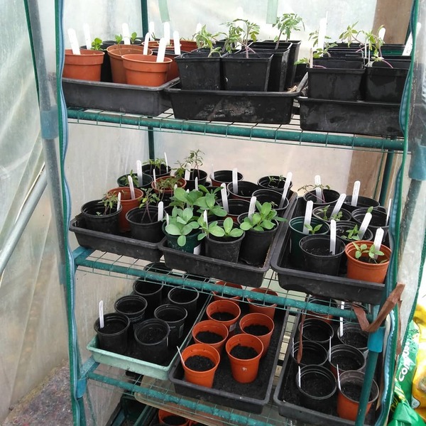 29th March "Grow your own" newcomers welcome here