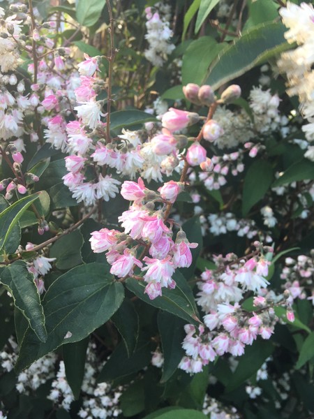 Any ideas what this is?