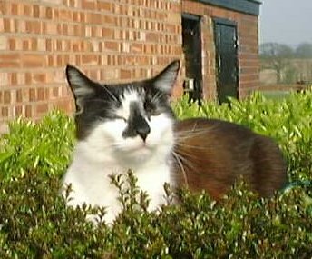 Westminstenders: A False Sense of Security