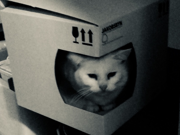 Westminstenders: 1001 Ways to wait for EUCO - Sprouts, Nits and Brexit