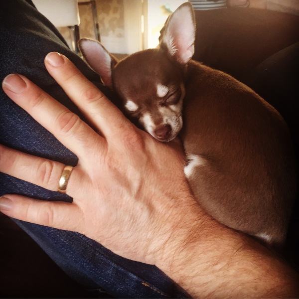 Found an adder 🐍 in the garden today