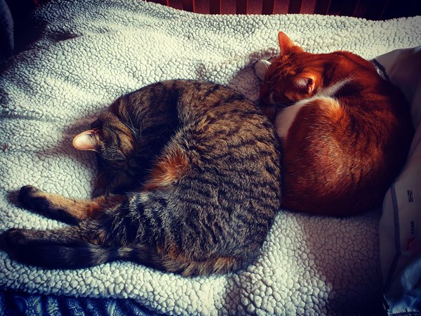 What's your DCat up to today? (Thread 7!)