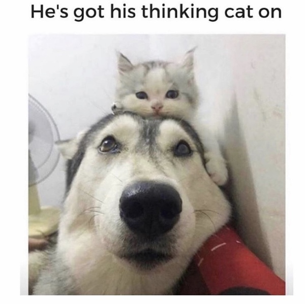 Please share your funny memes or pictures.