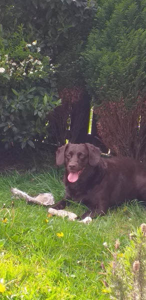 A lovely thread full of dog photos in the sun