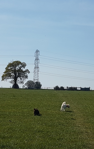 A lovely thread full of dog photos in the sun