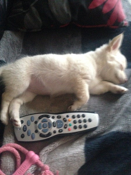 Found an adder 🐍 in the garden today