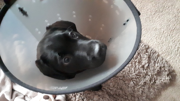 Puppy Has Been Bitten