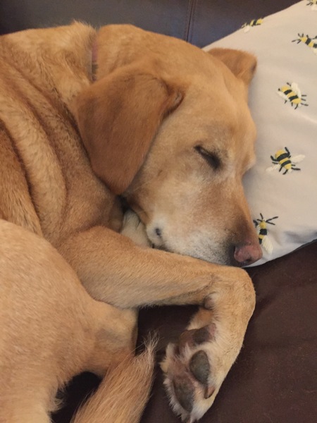 Why do you think we love our pets so much?
