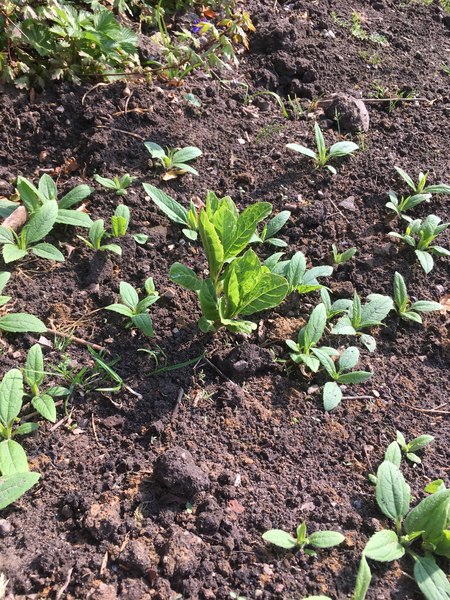 Unknown Plants! Help us Identify Them