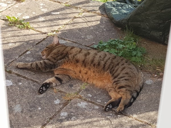 Next door's -thug- cat