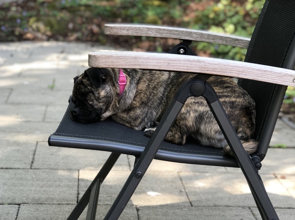 A lovely thread full of dog photos in the sun