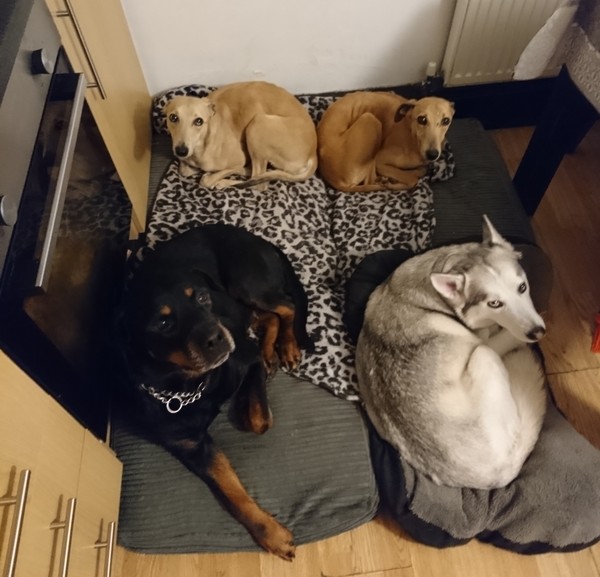 Do you have 3 dogs? Come hither.