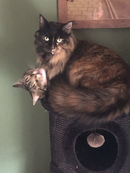 We are getting kittens.