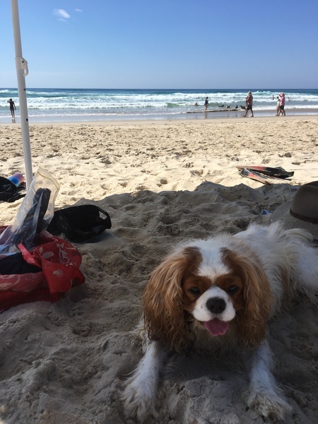 Your favourite dog breed?