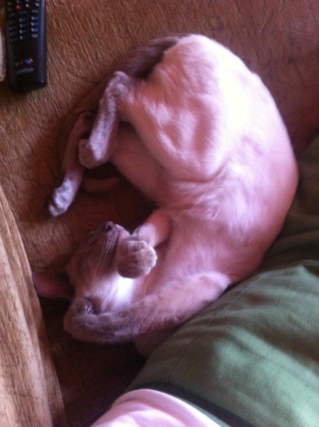 Westminstenders: The May Compromise