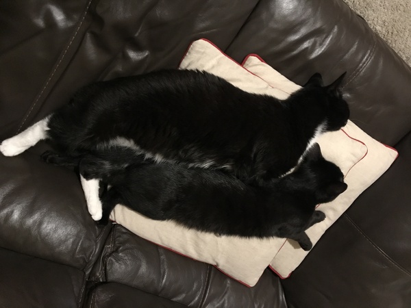 I think they have made friends