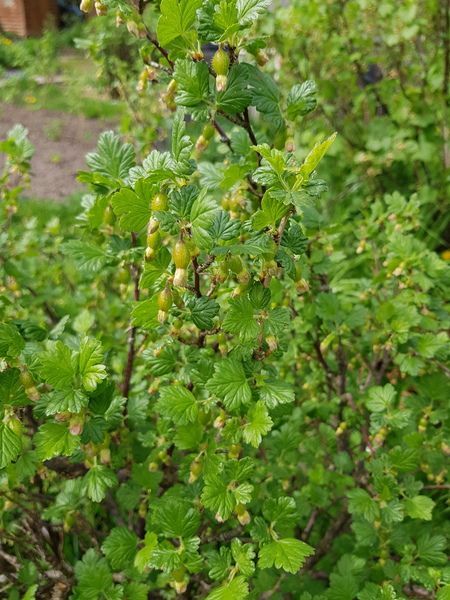 Allotment?Veg Patch Thread 13! Are we weathering the weather?