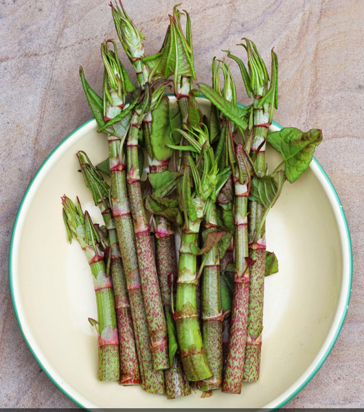 Is this Japanese Knotweed?