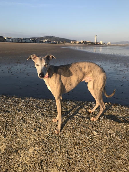 Which dogs smell the most?