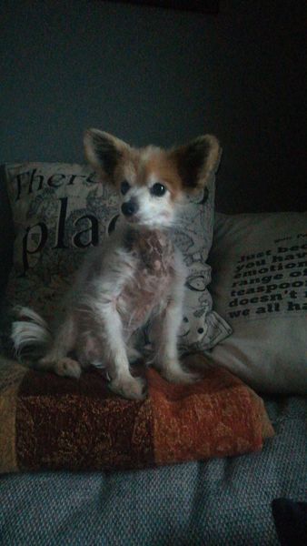 Show me your dog