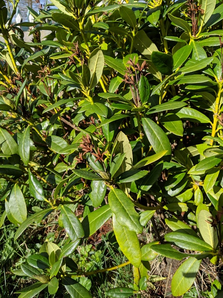 New home - what are the plants?