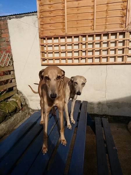 Your favourite dog breed?