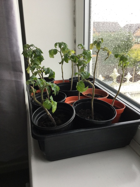 Are my tomato plants beyond saving ? Please help🍅 😕