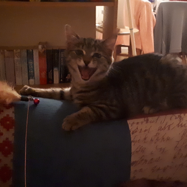 Made a rookie mistake and new rescue kitten spending his first day under the sofa