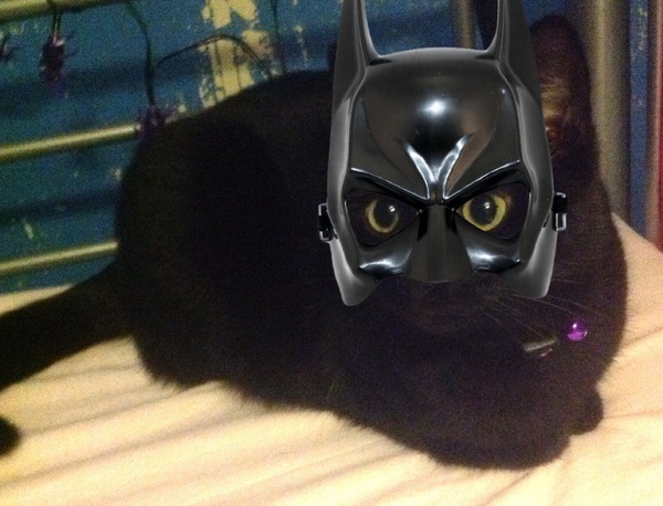 Weird cat advert anyone?
