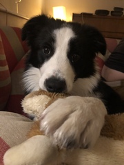 Show me your dog