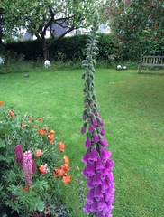 Show me your garden!!!