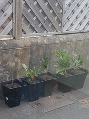 Can anyone help me with cherry laurel?