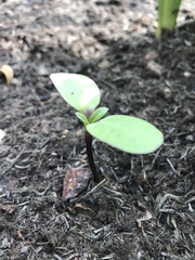 Mystery self seeded seed! Help please!